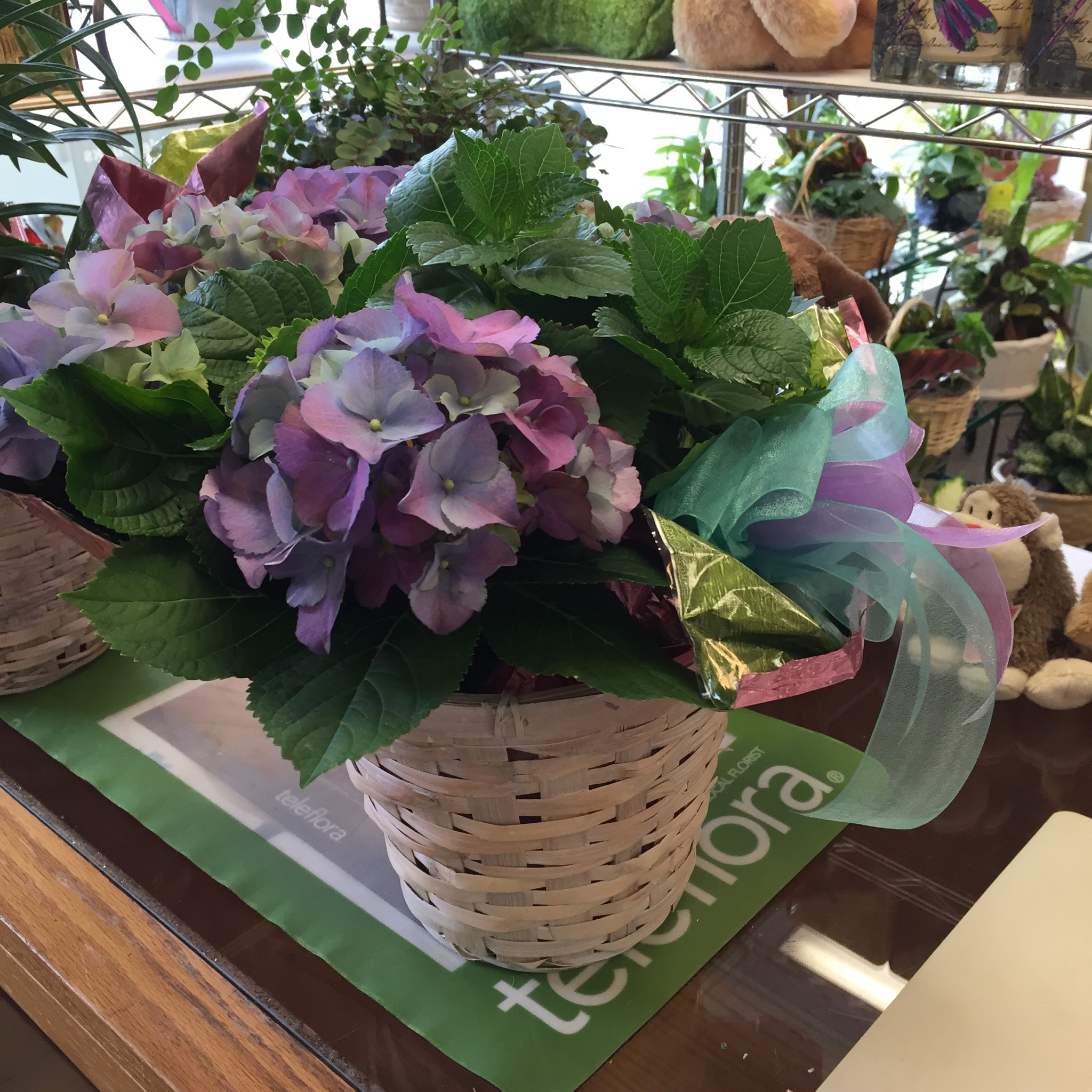 Hydrangea Plant, basket